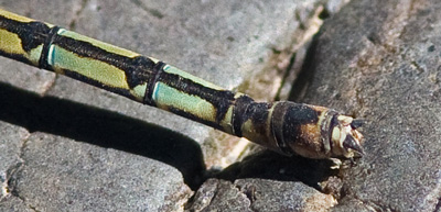 Diphlebia nymphoides